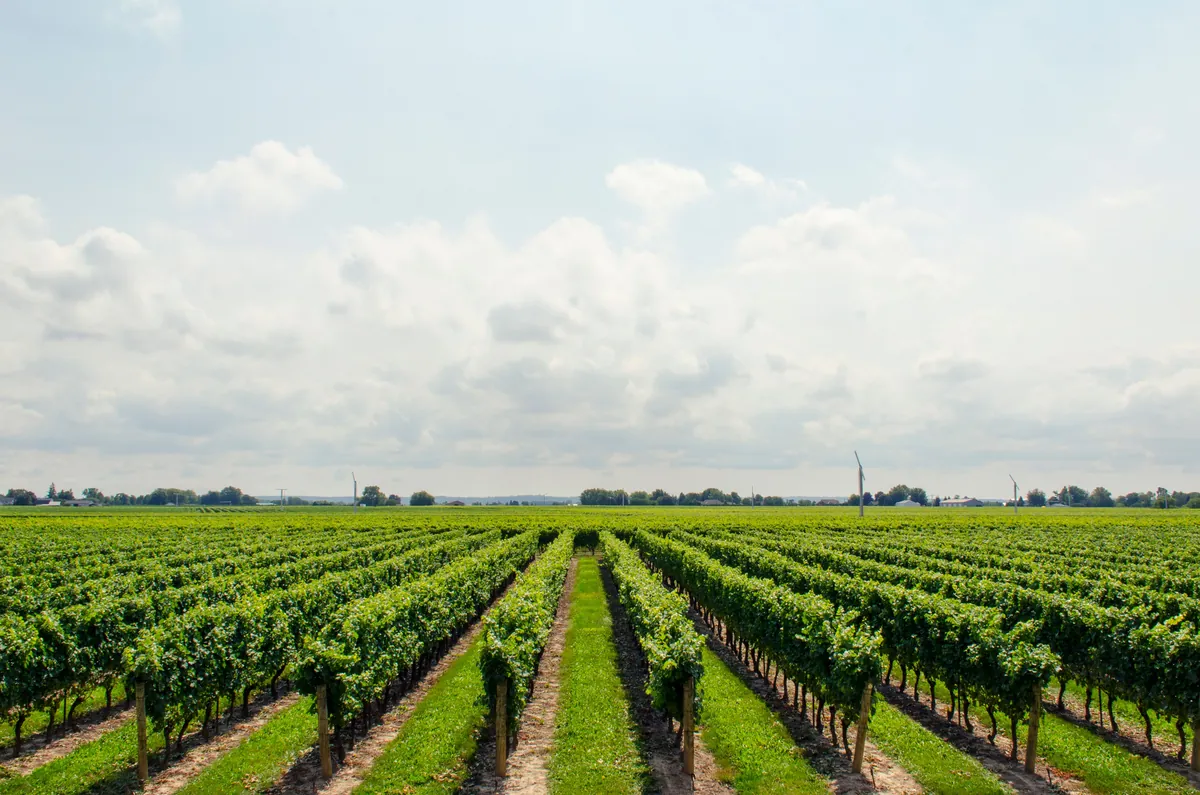 Des rangs de vignes à perte de vue sous un grand ciel nuageux.
